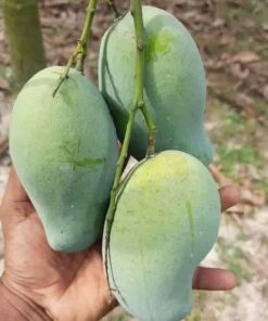 আম্রপালি আম | ২৪ কেজি