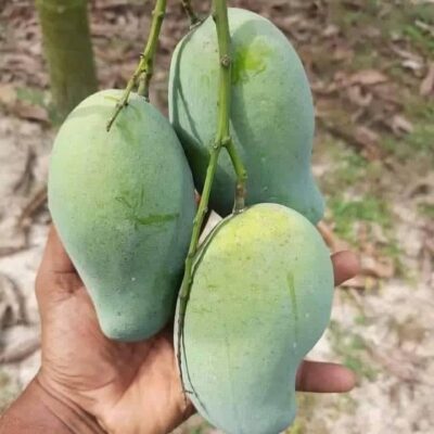 আম্রপালি আম | ১২ কেজি